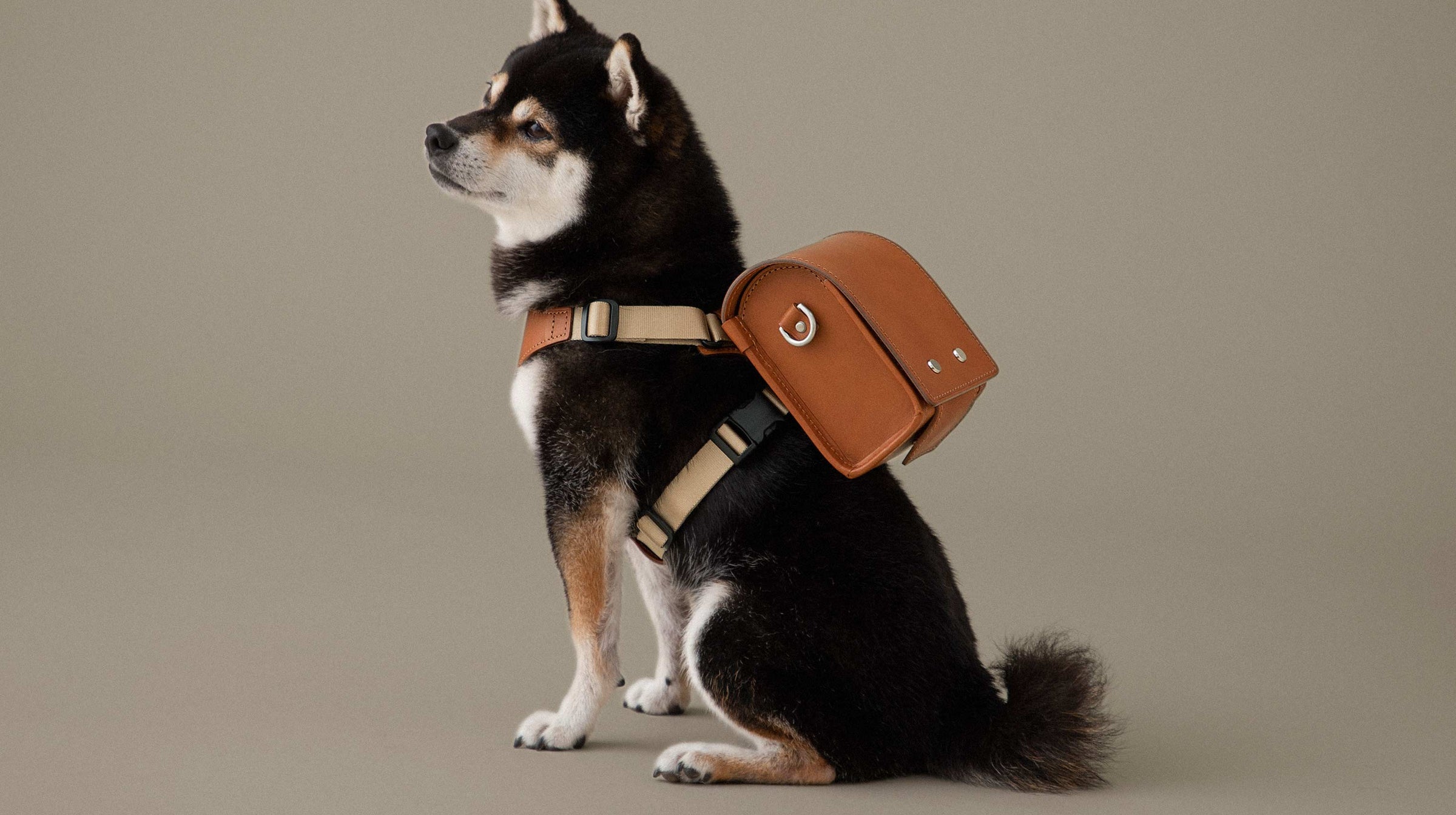 Kuro-Shiba dog carrying Leather Pet Randoseru