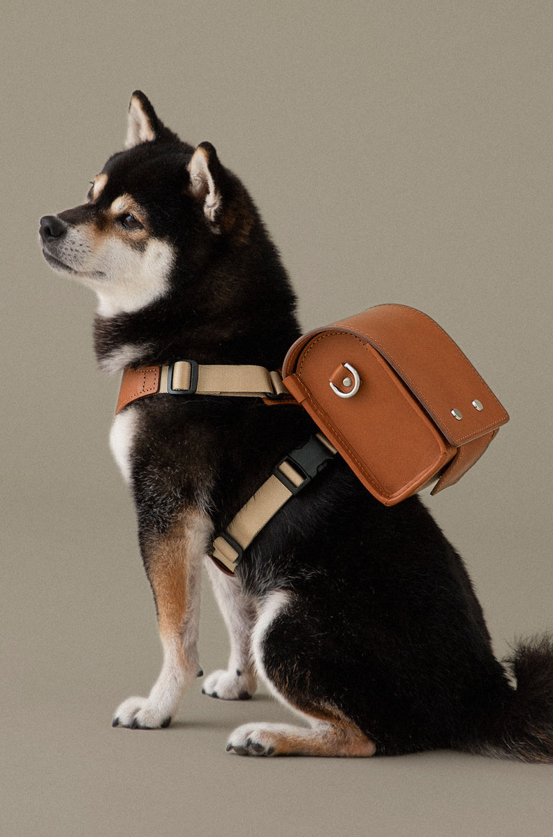 Kuro-Shiba dog carrying Leather Pet Randoseru